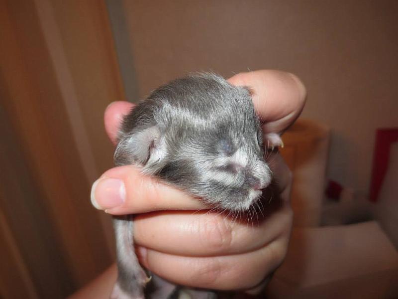 hanin b tytto 2 vrk_2.jpg